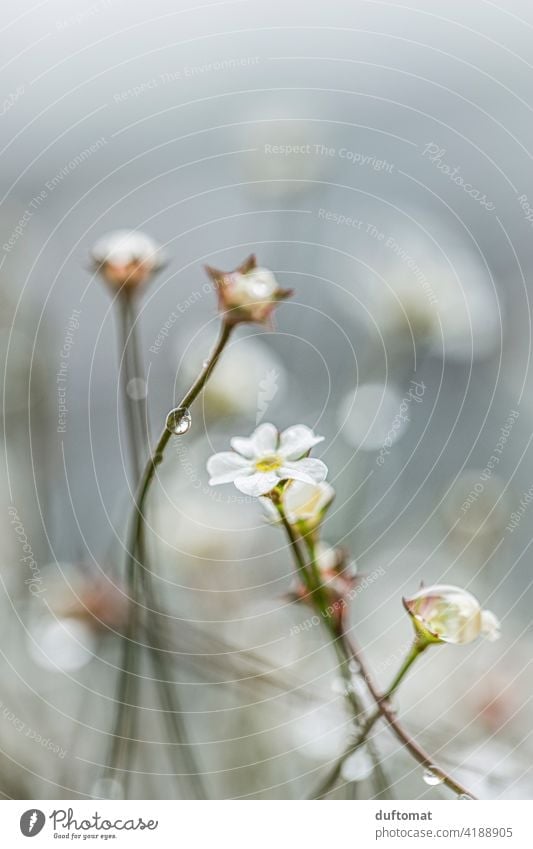 Kleine weiße Blüten mit Regen Tropfen Ast Pflanze Natur Zweig Frühling Baum Außenaufnahme Wachstum Himmel Regentropfen Reflektion reflektieren Haus Wohnhaus