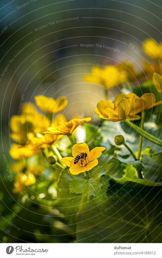 Makroaufnahme einer Biene bei der Nahrungssuche auf einer gelben Blüte Frühling Natur natürlich Nahaufnahme Honig Pflanze Blätter Pflanzen Hunger Honigbiene