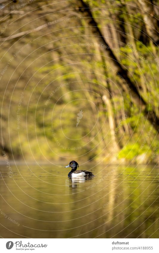 Low level Aufnahme eines Haubentaucher Wasservogels in grünlicher Landschaft Frühling Natur Vogel natürlich Sonnenlicht Reflexion & Spiegelung Jahreszeiten