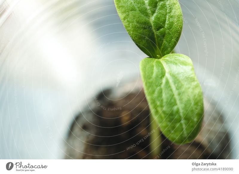Grüner Spross, der aus Torfpellet wächst. nachhaltig sprießen grün wachsen Pflanze Zucchini Ackerbau Ökologie Keimling Gemüse Boden Tablette Pellet Kunststoff