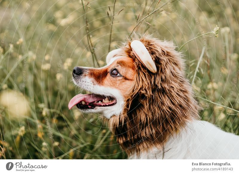 niedlichen Jack Russell Hund trägt ein Löwenkostüm auf dem Kopf. Glücklicher Hund im Freien in der Natur in gelben Blumen Wiese. Sonnig Frühling jack russell