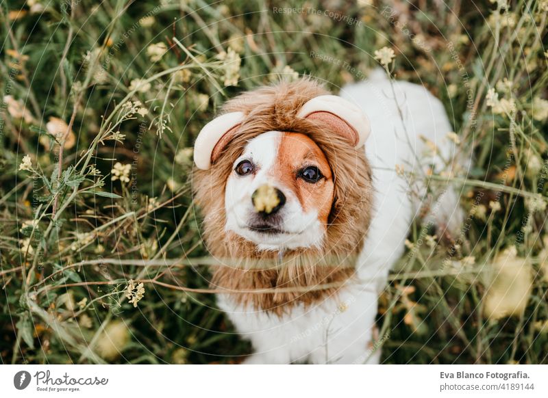 niedlichen Jack Russell Hund trägt ein Löwenkostüm auf dem Kopf. Glücklicher Hund im Freien in der Natur in gelben Blumen Wiese. Sonnig Frühling jack russell