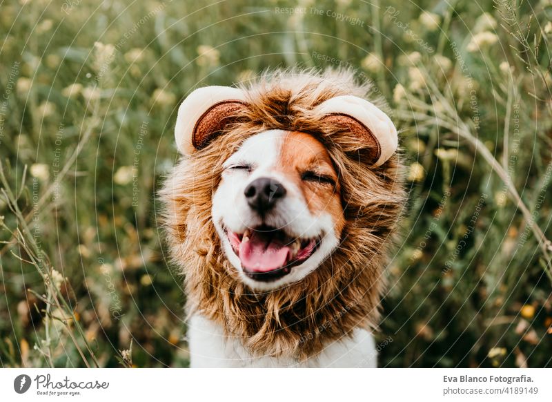 niedlichen Jack Russell Hund trägt ein Löwenkostüm auf dem Kopf mit geschlossenen Augen. Glücklicher Hund im Freien in der Natur in gelben Blumen Wiese. Sonniger Frühling