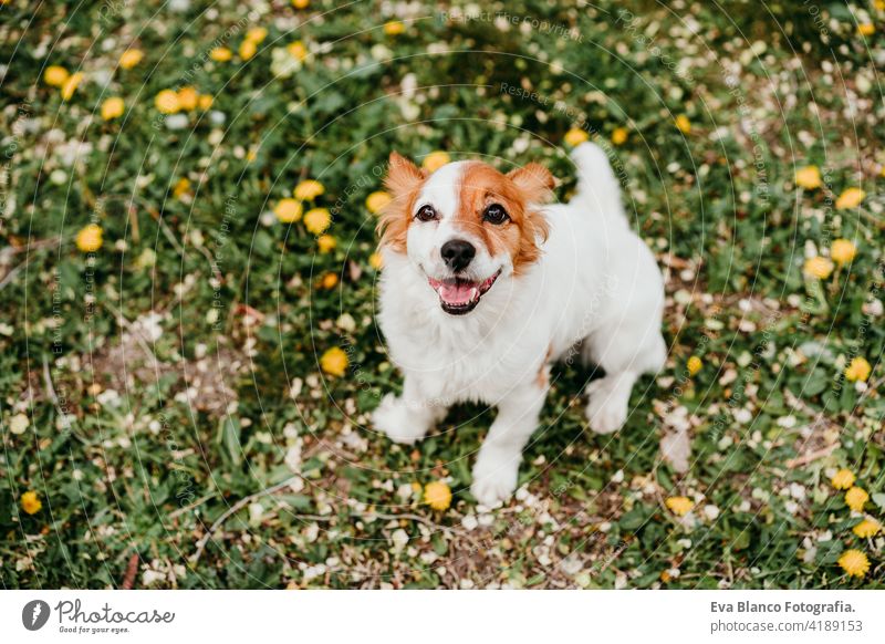 niedlichen Jack Russell Hund mit gelber Blume auf dem Kopf. Glücklicher Hund im Freien in der Natur in gelben Blumen Park. Sonniger Frühling jack russell Spaß