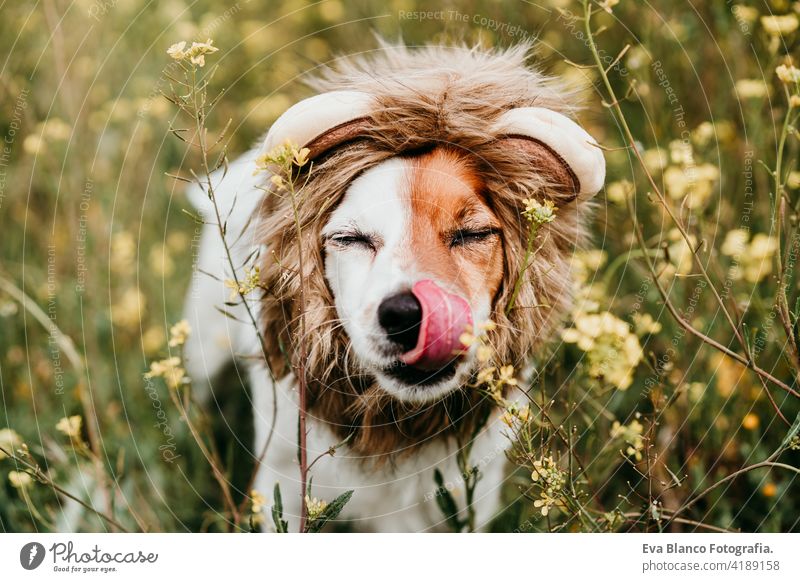 niedlichen Jack Russell Hund trägt ein Löwenkostüm auf dem Kopf. Glücklicher Hund leckt Nase mit Zunge im Freien in der Natur in gelben Blumen Wiese. Sonniger Frühling