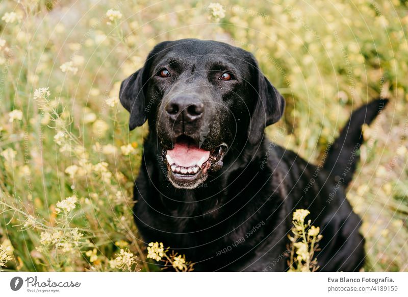 Happy Black Labrador Hund im Freien in der Natur in gelben Blumen Wiese. Sonniger Frühling schwarzer Labrador Löwe Tracht Spaß Land sonnig niedlich klein Ostern