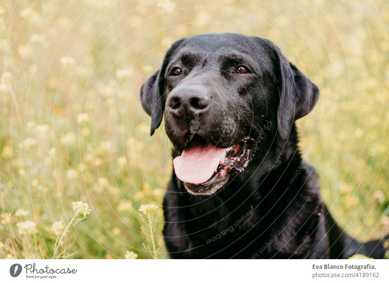 Happy Black Labrador Hund im Freien in der Natur in gelben Blumen Wiese. Sonniger Frühling schwarzer Labrador Löwe Tracht Spaß Land sonnig niedlich klein Ostern
