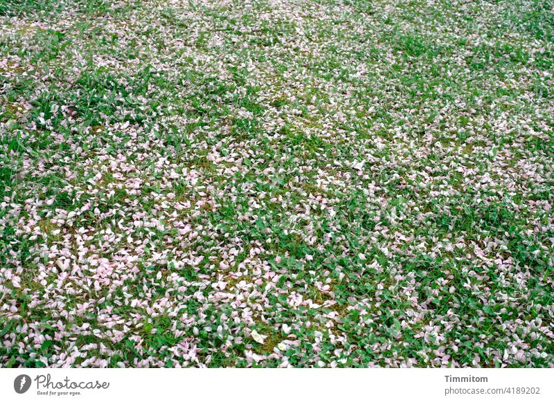 Hier ruhen ganz viele Blütenblätter Wiese rosa grün blühen verblüht Frühling Natur