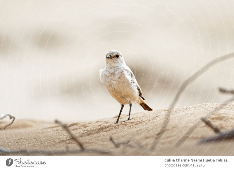 Wüsten-Steinschmätzer (Oenanthe deserti) Desert Wheatear sitz in der Wüste im Sand  und schaut nach vorne. Auch genannt: Wuestensteinschmaetzer, Wuesten Steinschmaetz,Wüstenschmätzer, kleiner Passionsvogel
