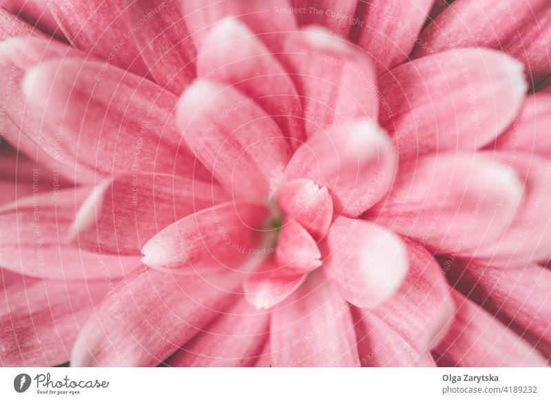 Rosa Chrysanthemenblüte. rosa Blume Makro Hintergrund Nahaufnahme Postkarte Farbe natürlich schön Blütenblatt geblümt botanisch Überstrahlung Feiertag Reinheit