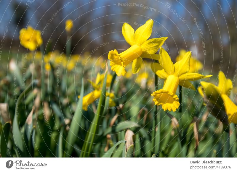 Gelbe Narzisse gelb Blume Natur Ostern blühen Frühling Querformat Blüte schön Sonne Garten Park Wiese grün