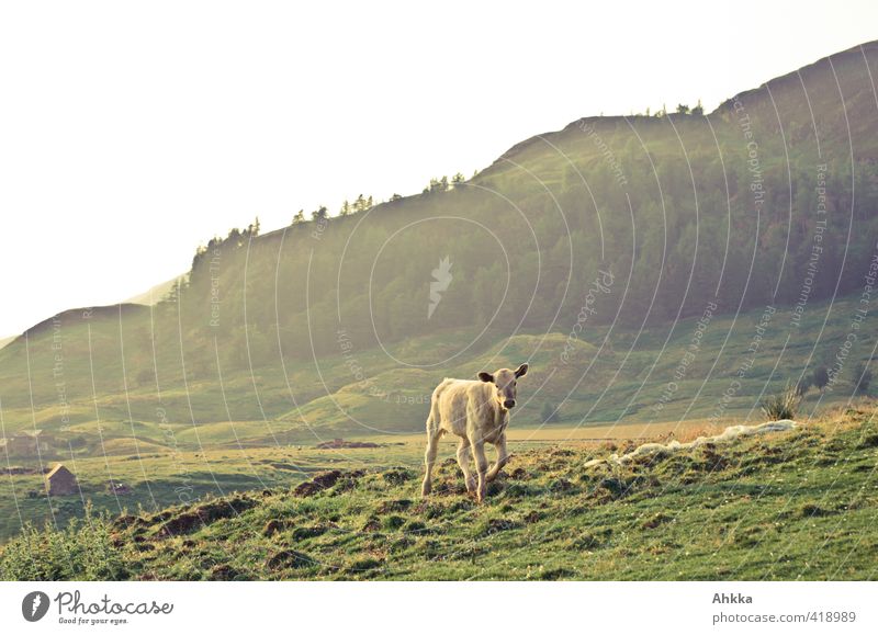 Junges Kalb in goldenem Abendlicht in Schottland Leben harmonisch Zufriedenheit Sommer Berge u. Gebirge Natur Landschaft Tier Nutztier Kuh 1 Tierjunges gehen