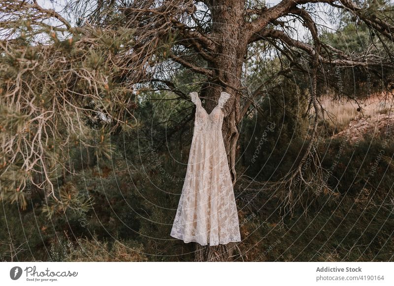 Hochzeitskleid am Baum hängend weißes Kleid Natur Ast ländlich Landschaft hochzeitlich Tradition elegant nadelhaltig feiern Veranstaltung Stil Heirat Anlass
