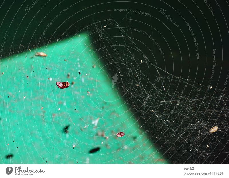 Gespunst Spinngewebe staubig Rätsel unklar Detailaufnahme Makroaufnahme Schwache Tiefenschärfe Textfreiraum oben Menschenleer Farbfoto Staub Zeit