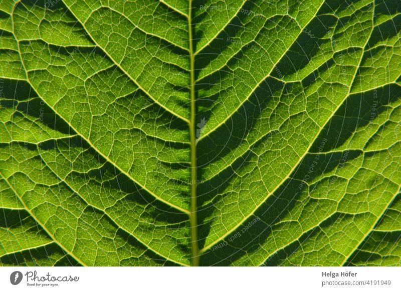 Grünes Blatt Blattadern Pflanze grün Blattgrün Wachstum Strukturen & Formen Nahaufnahme Detailaufnahme Natur Grünpflanze Umwelt Muster Licht