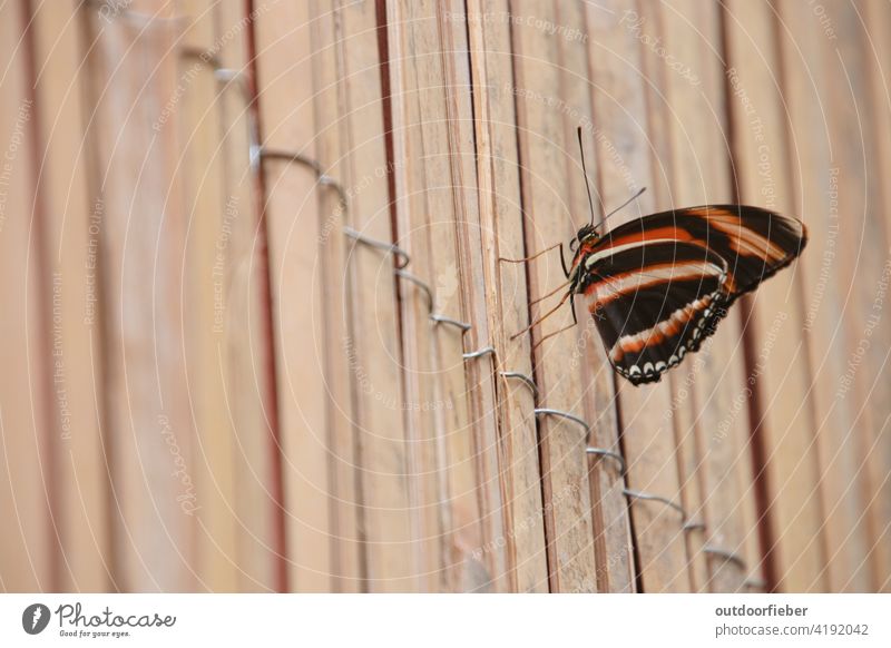 ruhender Schmetterling auf Sichtschutz frühling passionsblumenfalter orange schwarz gestreift zebra passionsblumenfalter butterfly holzsichtschutz
