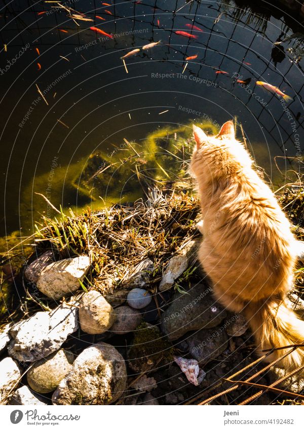 Fangquote  |  eine große rothaarige Katze sitzt an einem Teich und beobachtet die Goldfische Fisch Fische Fischerei Überfischung Fischereiwirtschaft beobachten