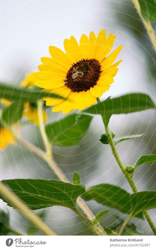 Biene auf gelber Sonnenblume Helianthus Blume geblümt wild Wildblume Natur natürlich Garten grün Flora Textfreiraum Insekt Gartenarbeit Pflanze Blütenblatt