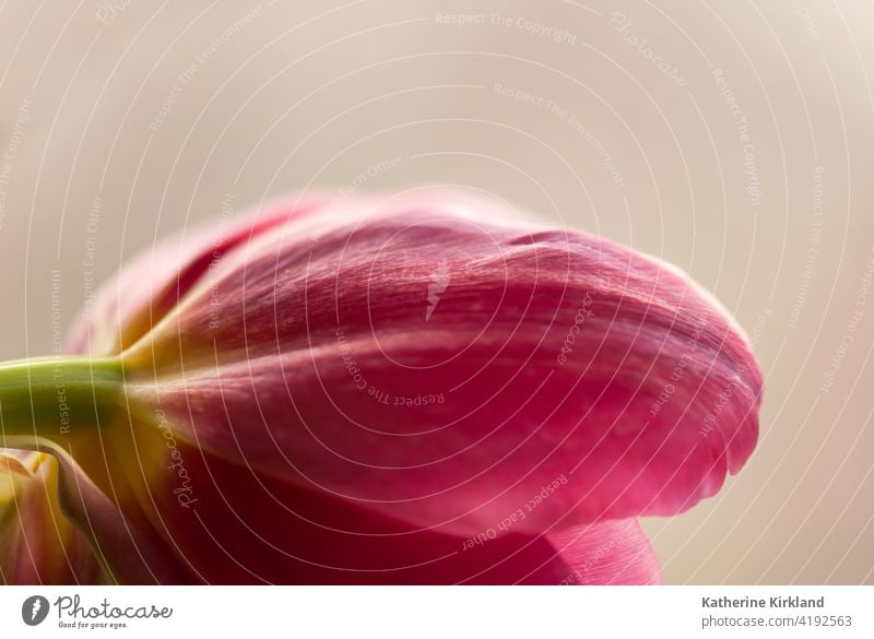 Tulpenblütenblatt Makro rosa braun Stillleben Nahaufnahme Natur Frühling Ostern natürlich Pflanze geblümt Blume Flora Blumenhändler rot Textfreiraum kräuseln