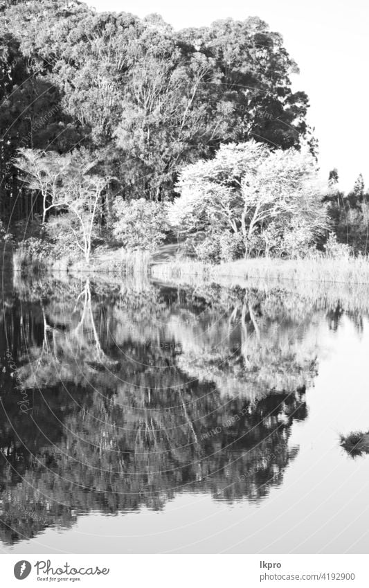 der Pfund See und Baum Reflexion im Wasser abstrakt reflektorisch Hintergrund Natur Reflexion & Spiegelung Herbst Holz Licht Blatt Sumpf Maure sumpfig Wald
