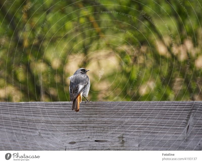 Ein Gartenrotschwanz macht eine kleine Pause auf einer Holzbank Vögel Vogel Tier Außenaufnahme Farbfoto Wildtier Natur Tag Menschenleer Umwelt schwarz