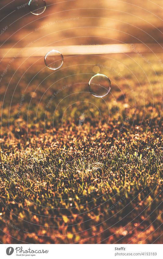 drei Seifenblasen bei der Landung auf dem Rasen schweben leicht fröhlich sommerlich schwerelos Freude freudig unbeschwert Sommerwärme Juni Leichtigkeit
