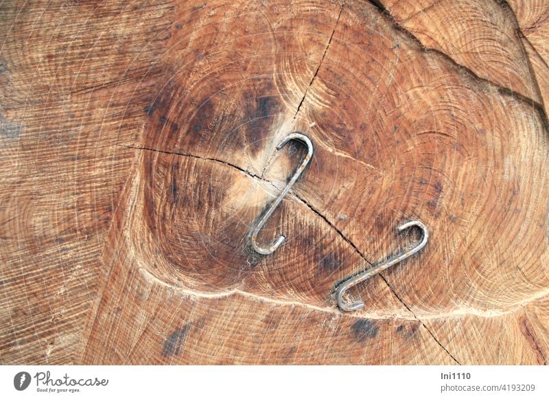 S-Haken um Spannungsrisse im Holz aufzuhalten Klammerhaken Holzstamm Risse Forstwirtschaft Wald Holzverkauf Holzvermarktung Stammholz Metall Hilfsmittel
