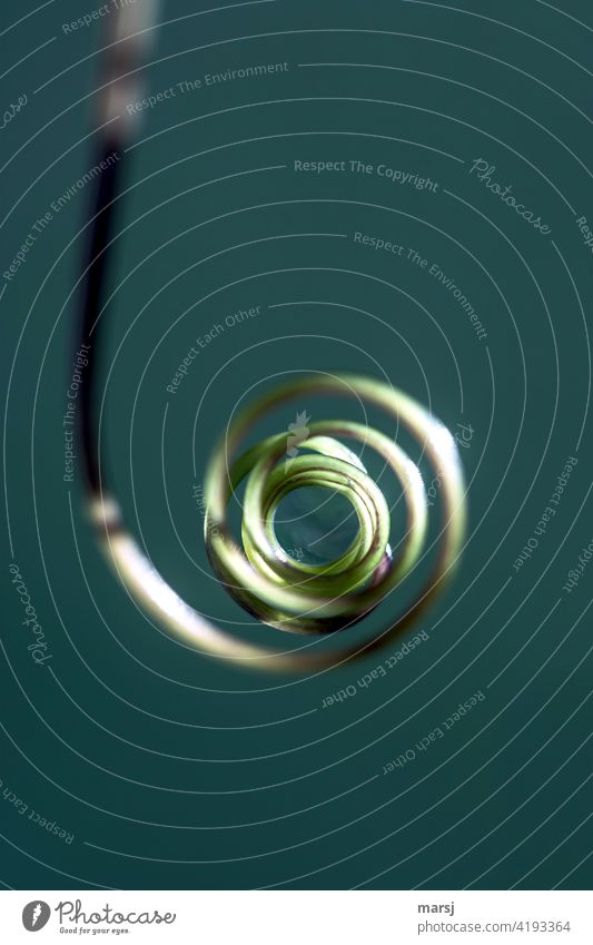 Im Auge des Kringels, da ist ein Wassertropfen reinen Wassers. Ranke drehen Spirale natürlich Natur dünn harmonisch Leben spiralförmig Pflanze abstrakt