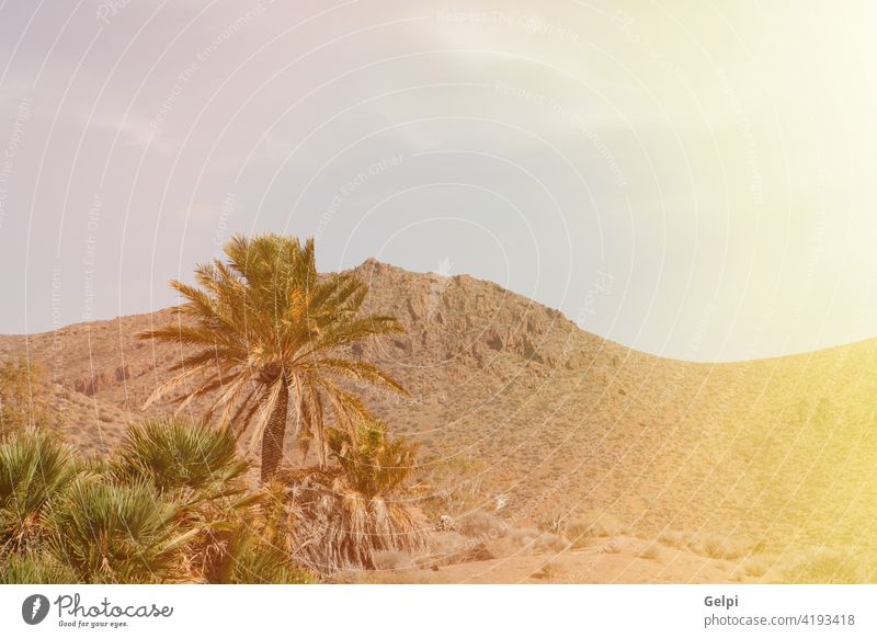 Wüstenplatz mit Palmen in Almeria (Südostspanien) Himmel wüst Natur Spanien Baum Landschaft Sommer Handfläche grün blau sonnig Sonne Berge u. Gebirge
