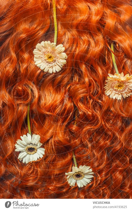 Schöne lockige rote Haare Textur mit Gänseblümchen Blumen. Ansicht von oben. Haarpflege Hintergrund schön Behaarung Margeriten Draufsicht Hintergründe Schönheit