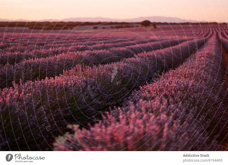 Weitläufiges blühendes Lavendelfeld in sommerlicher Landschaft Feld duftig Blütezeit Natur Blume friedlich kultivieren Schonung Gartenbau Abend Dämmerung schön