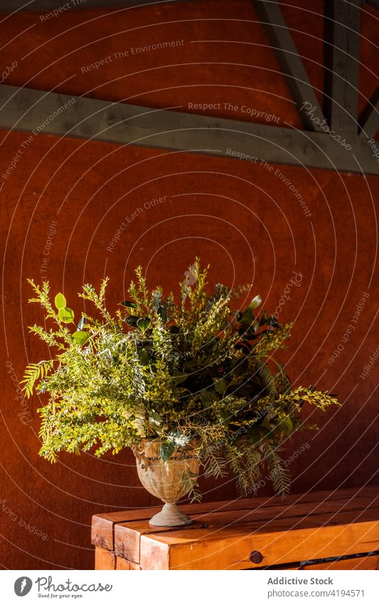 Keramische Vase mit grünen Pflanzenzweigen Laubwerk Blatt vegetieren frisch Veranda Wachstum geblümt Ast natürlich Tisch Terrasse Sonnenlicht hölzern