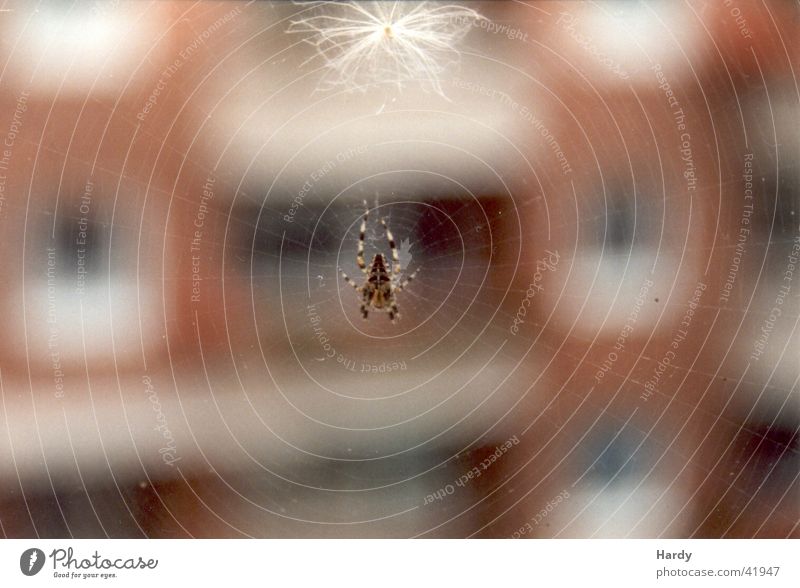 Spider Tier Insekt Spinne