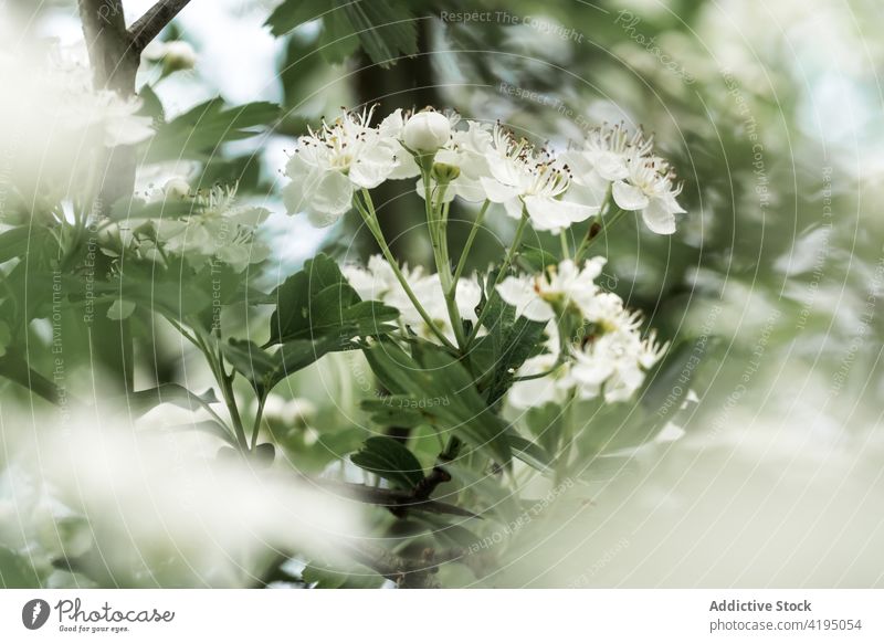 Weißdorn (Crataegus monogyna), weiße Blüten im Frühjahr mit stimmungsvollem Stil Gemeiner Weißdorn Krataegus Espino Albar majuelo Natur altehrwürdig Frühling