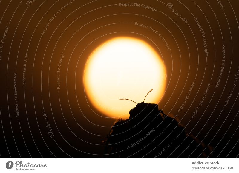 Silhouette eines Käfers bei Sonnenuntergang mit der Sonne im Hintergrund Insekt Schatten Natur natürlich Sonnenlicht Hintergrundbeleuchtung Spanien ländlich