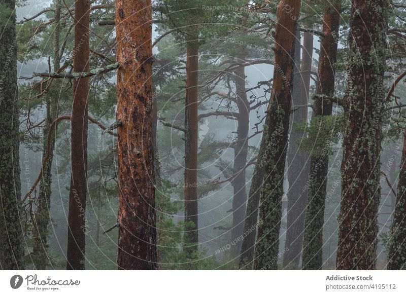 Bäume wachsen im nebligen Wald Baum Nebel Moos Kofferraum national Park Natur Landschaft sierra de guadarrama Spanien Wälder Wachstum malerisch Wetter