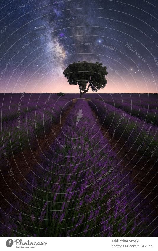 Milchstraße über Lavendelfeld bei Nacht Feld Milchstrasse sternenklar Himmel Stern Landschaft spektakulär Natur einsam Baum purpur Blume malerisch prunkvoll