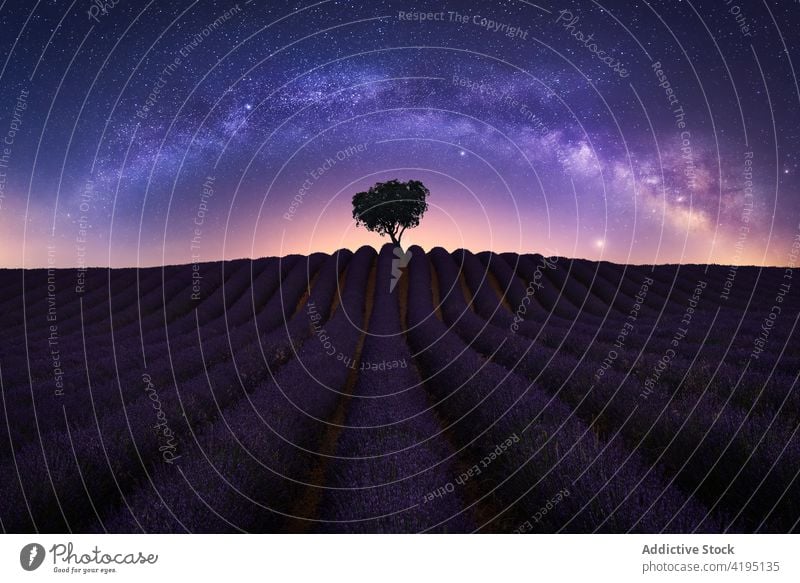 Milchstraße über Lavendelfeld bei Nacht Feld Milchstrasse sternenklar Himmel Stern Landschaft spektakulär Natur einsam Baum purpur Blume malerisch prunkvoll
