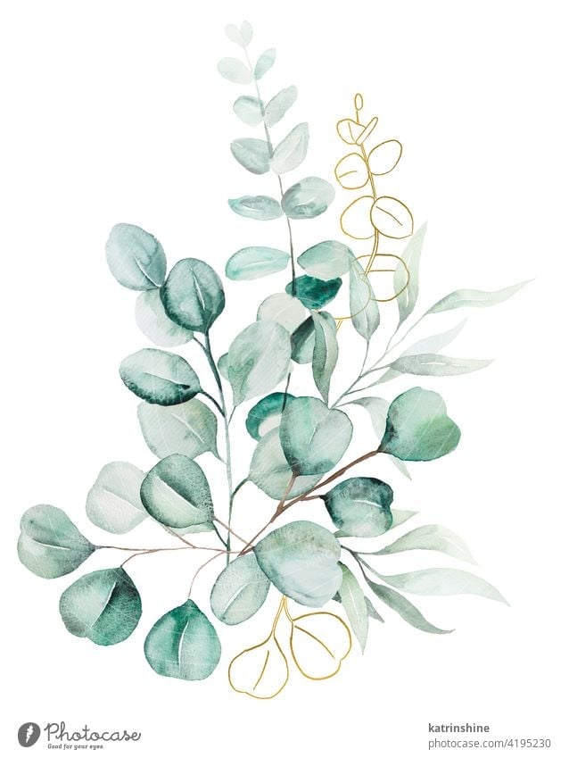 Aquarell Eucaliptus Blätter Bouquet Illustration Wasserfarbe Eukaliptus Blumenstrauß Ast Zeichnung grün Grafik u. Illustration golden botanisch Blatt exotisch