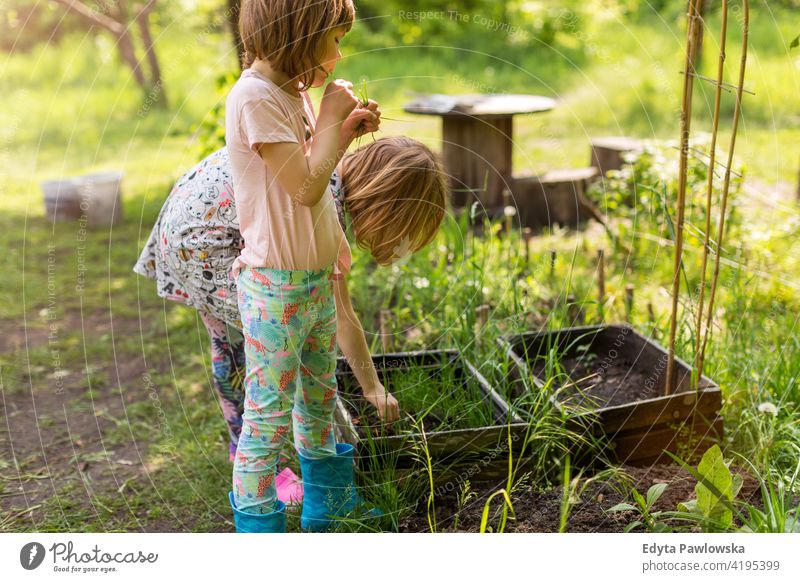 Zwei kleine Mädchen bei der Gartenarbeit im städtischen Gemeinschaftsgarten städtischer Garten umgebungsbedingt Erhaltung nachhaltig Lifestyle hausgemacht