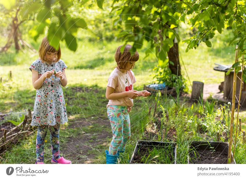 Zwei kleine Mädchen bei der Gartenarbeit im städtischen Gemeinschaftsgarten städtischer Garten umgebungsbedingt Erhaltung nachhaltig Lifestyle hausgemacht