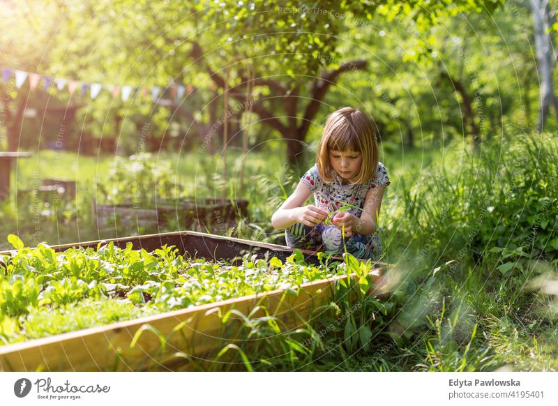 Süßes kleines Mädchen genießen Gartenarbeit in städtischen Gemeinschaftsgarten städtischer Garten umgebungsbedingt Erhaltung nachhaltig Lifestyle hausgemacht