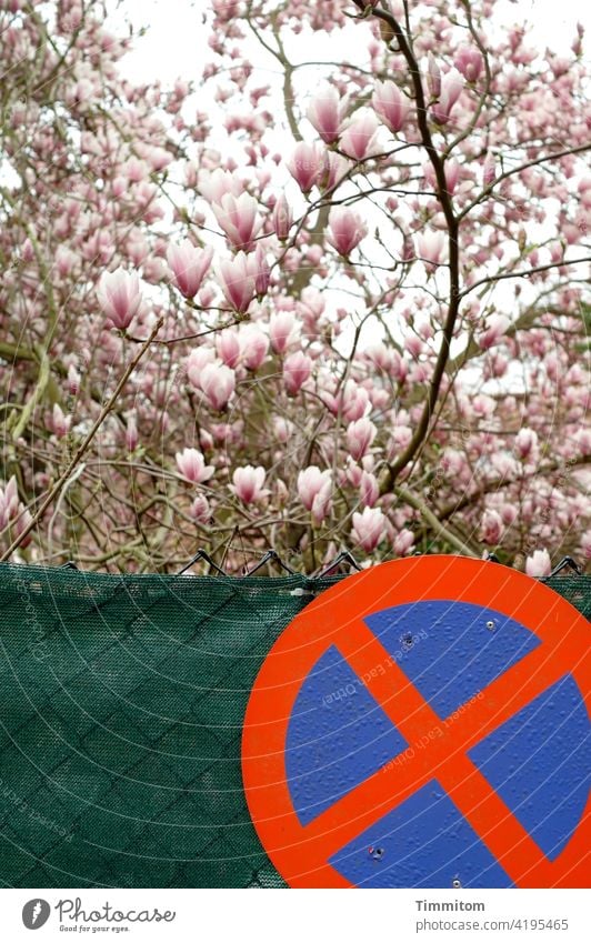 Schilder | Halteverbot vor Zaun und Magnolie Schilder & Markierungen Verkehrsschild grell Hinweisschild Sichtschutz Magnolienblüte Außenaufnahme Menschenleer