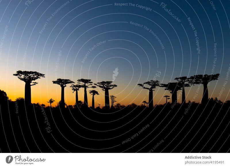 Baobab-Bäume gegen Sonnenuntergang Himmel baobab Baum Silhouette riesig wachsen Natur Abenddämmerung Madagaskar Dämmerung Harmonie prunkvoll Umwelt Landschaft
