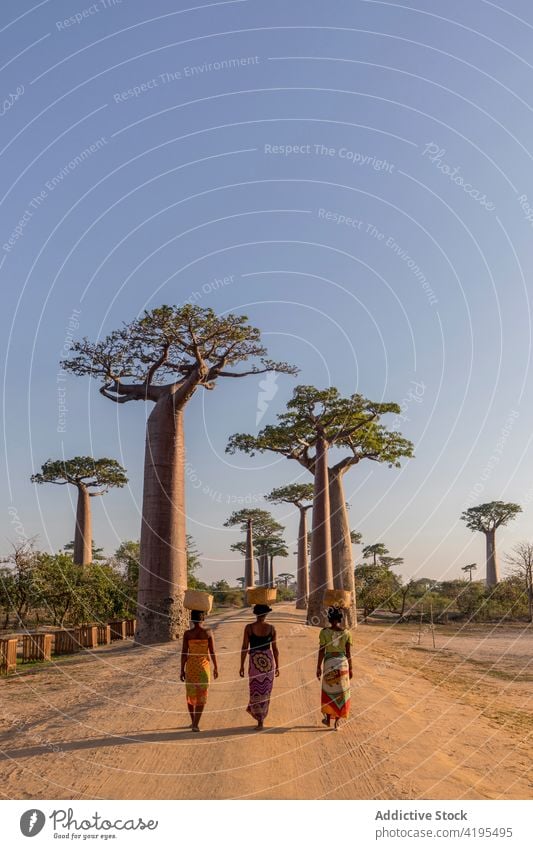 Ethnische Frauen gehen entlang einer Straße mit Affenbrotbäumen heimatlich Sand baobab Baum Korb Spaziergang Zusammensein einheimisch Madagaskar ethnisch groß