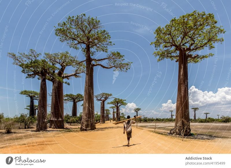 Ethnische Person geht entlang einer Straße mit Affenbrotbäumen baobab Spaziergang heimatlich Sand Baum einheimisch Weg hoch Madagaskar ethnisch groß riesig