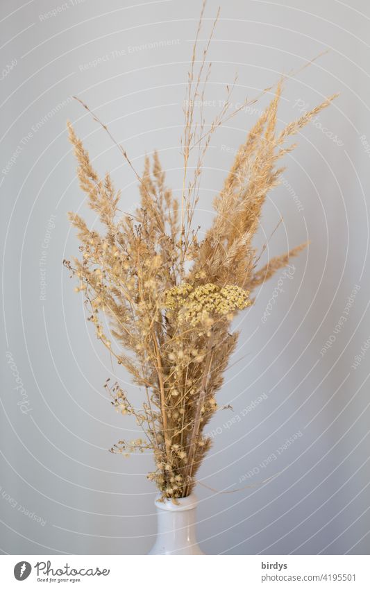 Trockengräser in einer Vase vor neutralem Hintergrund Gesteck Gräser Dekoration & Verzierung Trockenblumen Blumenstrauß gedeckte Farben Trockengesteck