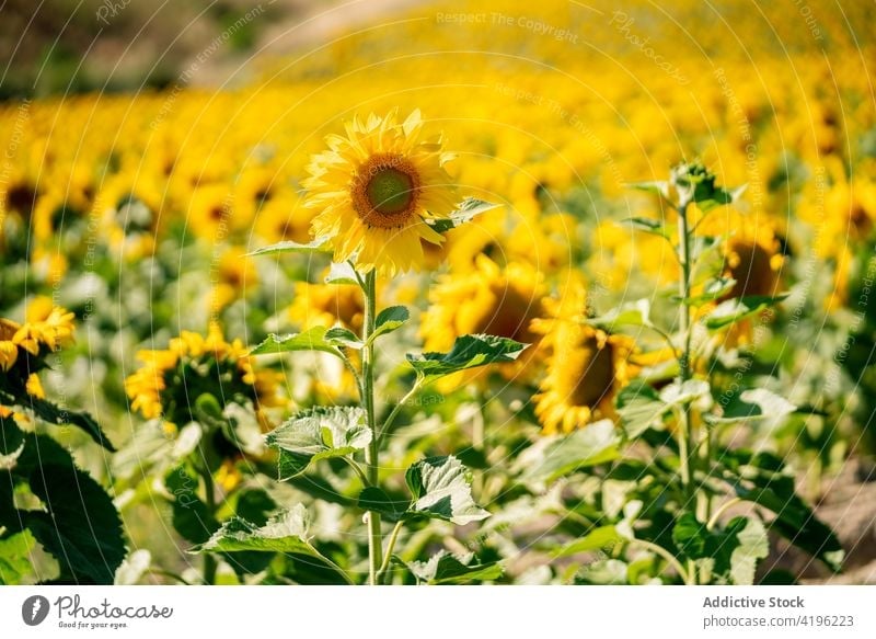 Blühende Sonnenblumen auf einem Feld im Sommer Blume Blüte Landschaft Blütezeit Natur hell Sonnenlicht Wiese frisch Sommerzeit Wachstum natürlich idyllisch
