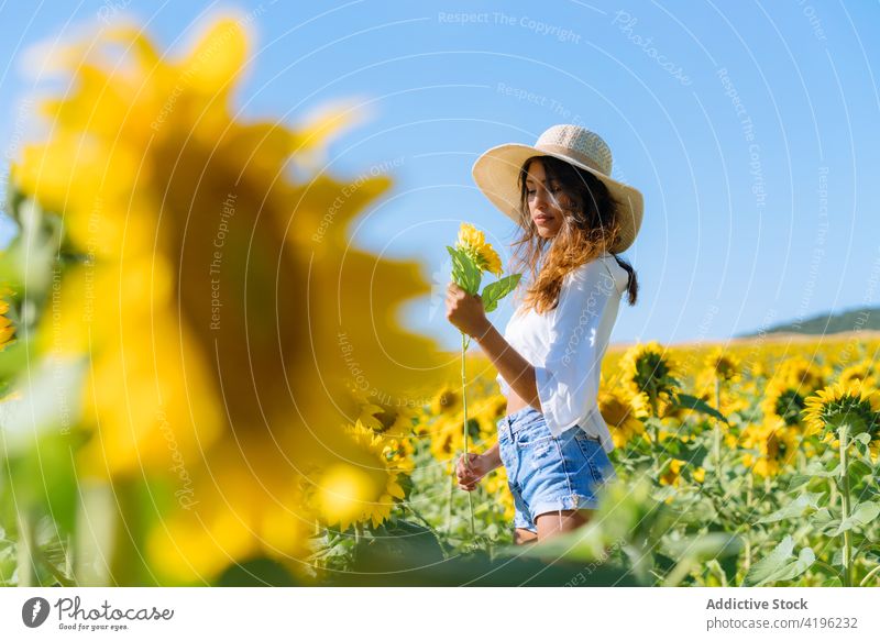 Junge Frau in einem Sonnenblumenfeld im Sommer Feld Blume gelb Blütezeit genießen Glück stehen Natur Freiheit positiv Wiese Landschaft jung Optimist natürlich