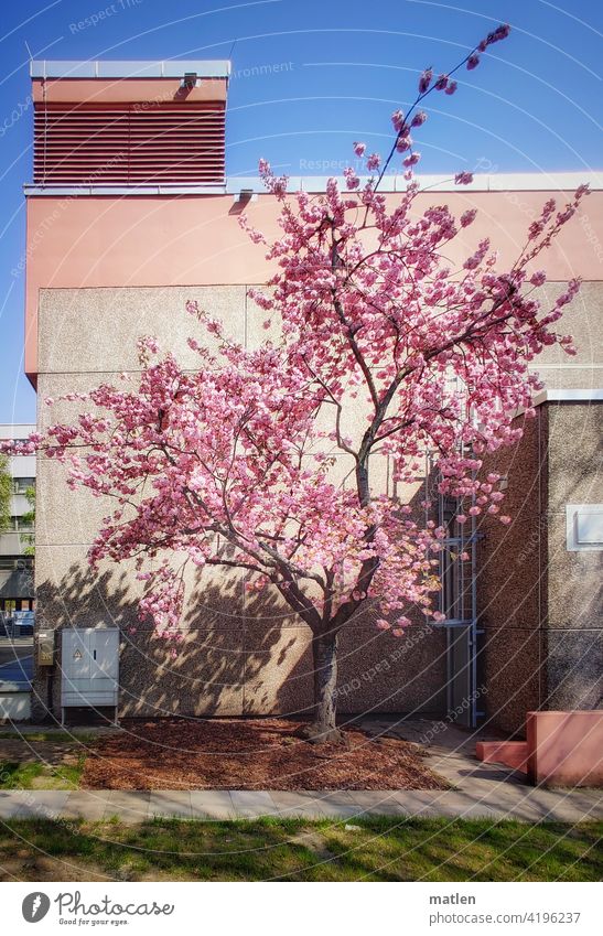 Ton in ton ton in ton Baumblüte Wand blühen Industriebau Werksgelände Wiese Außenaufnahme Menschenleer